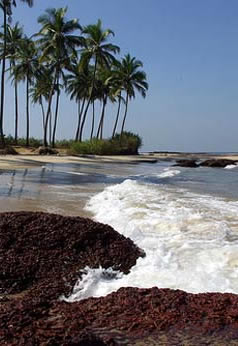 Bhogwe  Beach