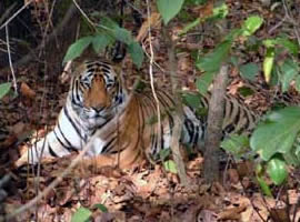 Melghat Tiger