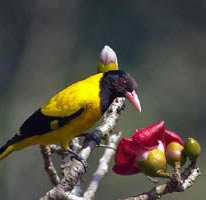 Karnala bird-sanctuary