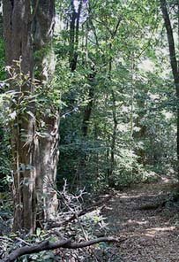 Vasota Forts Vasota Forts